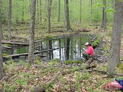 Registering an unvegetated vernal pool can be done easily from the pool edge without entering the water. Photo Credit: Betsy Leppo